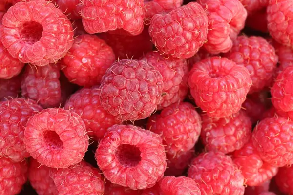 Lots of raspberries close-up. Red delicious and healthy berries.