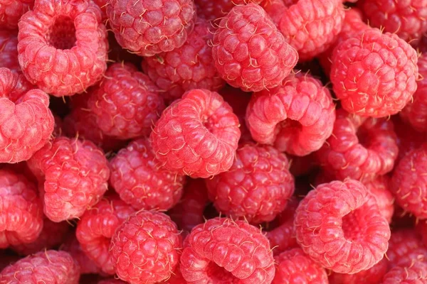 Raspberries close-up. Red berry. Healthy food raspberries.