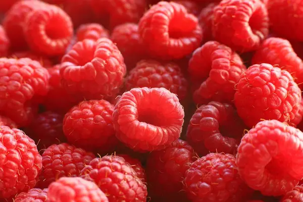 Lots of raspberries close-up. Red delicious and healthy berries.