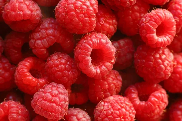 Lots of raspberries close-up. Red delicious and healthy berries.
