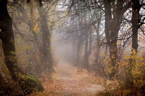 Beautiful Autumn Road Foggy Landscape — Fotografia de Stock