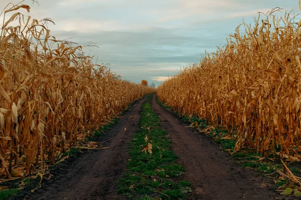 Field road between corn. Autumn rural landscape