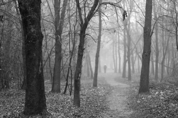 Calm Autumn Misty Landscape Park — Zdjęcie stockowe