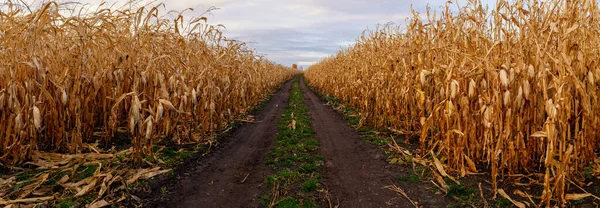 Road between corn field in autumn.