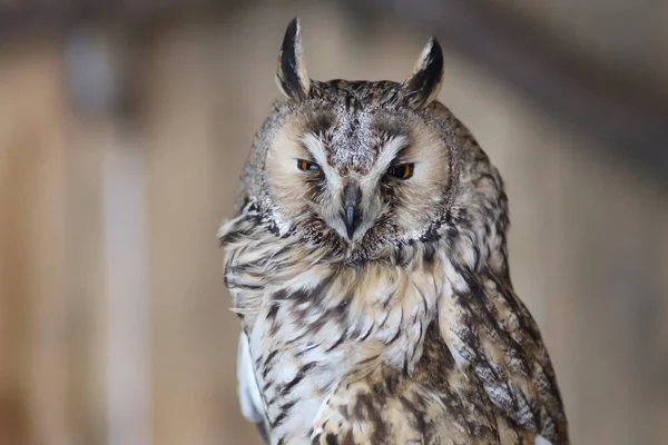 Owl Zoo Cage Close — Fotografia de Stock