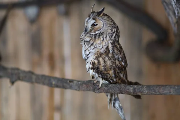 Owl Zoo Cage Close — Zdjęcie stockowe