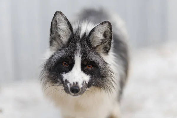 Silver Fox Beautiful White Fox — Foto de Stock