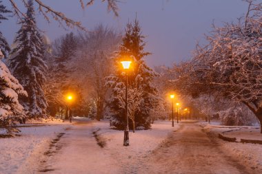 Beautiful winter landscape. Night park in winter.