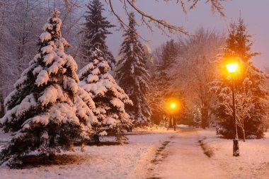Beautiful winter landscape. Night park in winter.