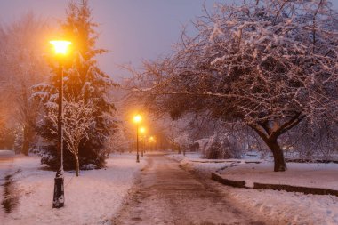 Beautiful winter landscape. Night park in winter.