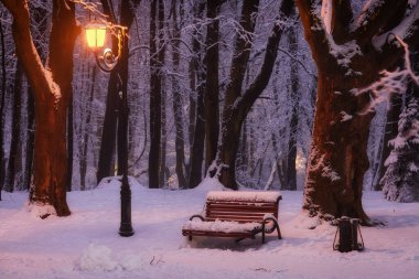 Evening in the winter park. Beautiful landscape with a bench.