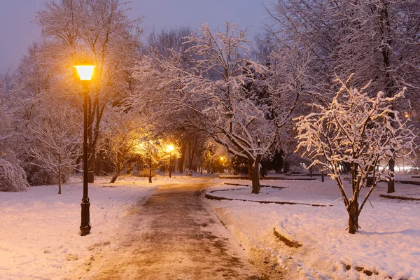 Beautiful winter landscape. Night park in winter.