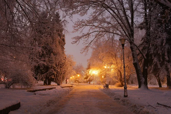Beautiful winter landscape. Night park in winter.