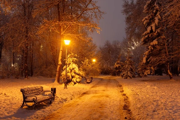 Прекрасный Зимний Пейзаж Ночной Парк Зимой — стоковое фото