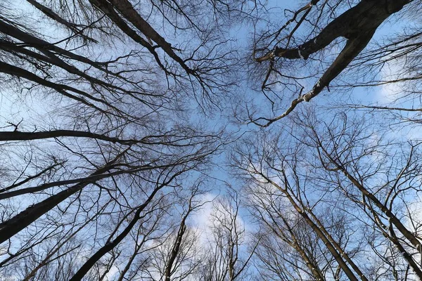 冬天森林里的天空 — 图库照片