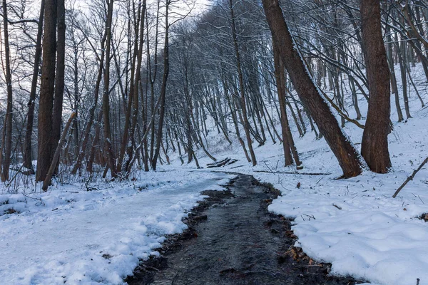 Beautiful winter landscape. Snow in the park or forest