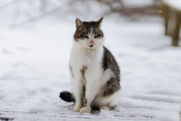 Кіт Взимку Снігу — стокове фото