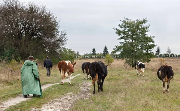 Shepherd Drives Cows Summer Ukraine Europe — Stock Photo, Image