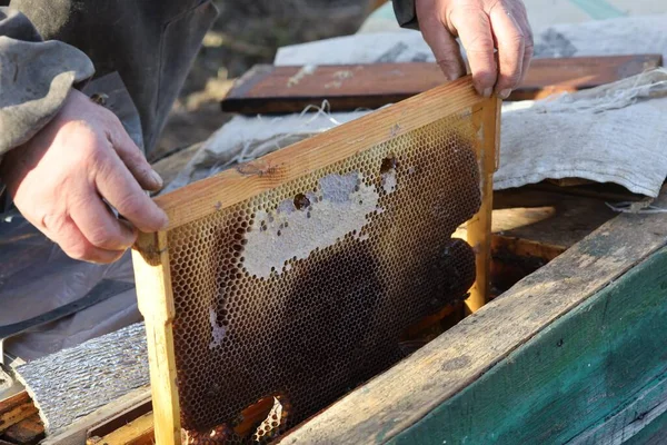 Beekeeper Holds Frame Bees — Fotografia de Stock