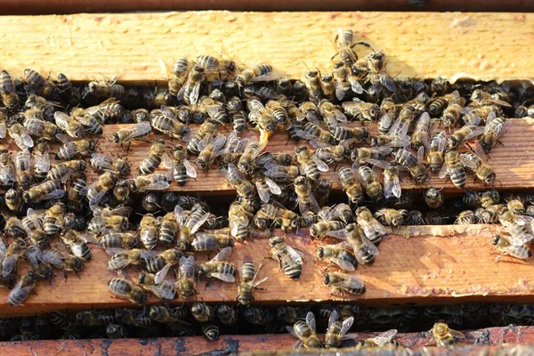 Bees Hive Frame — Foto Stock