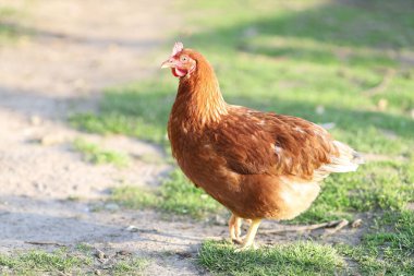 Red chicken on the grass in the village