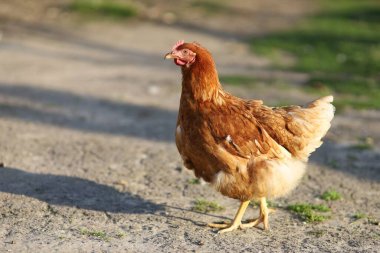 Red chicken on the grass in the village