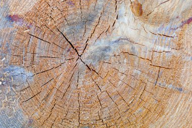 Cut wood texture or background