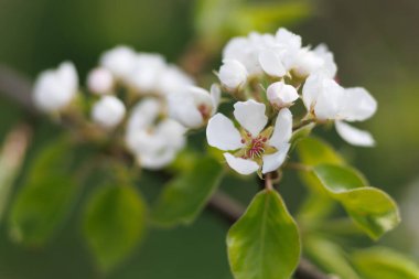 Flowering pears in the garden close-up