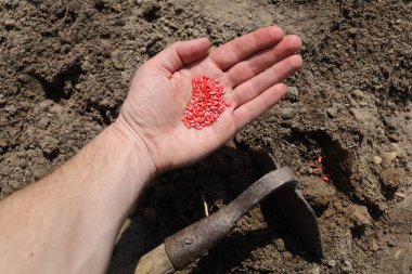 Cucumber seeds for planting red