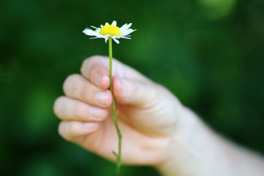 Wild chamomile flower in hand