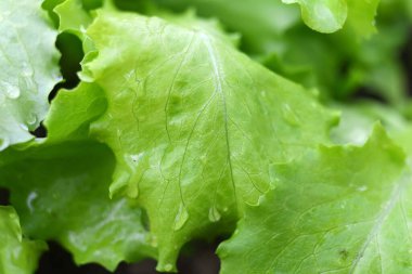 Yakın yeşil marul yaprakları