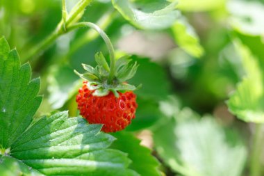 wild strawberries in the garden close-up
