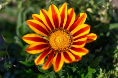 Beautiful colorful flower. Flower with orange petals