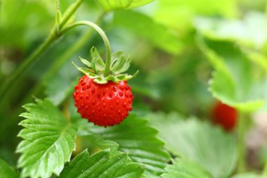 wild strawberries in the garden close-up