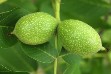 Green walnut grows. Walnut on the tree close-up