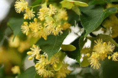 Linden blossoms. Linden in summer