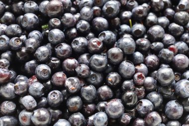 Blueberry close-up. Dark blue berry.