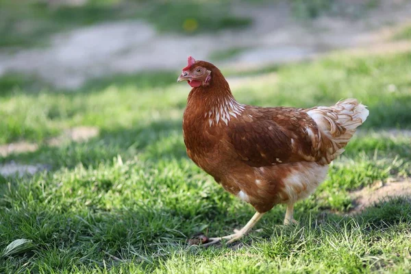 Red Speckled Chicken Grass — Stock fotografie