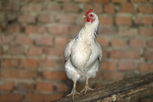 White Chicken Chicken Coop — Stock fotografie