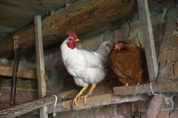 Ελάφι Και Κοτόπουλο Στο Κοτέτσι — Φωτογραφία Αρχείου