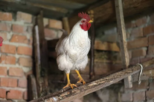 Roe Deer Chicken Henhouse — Stock fotografie