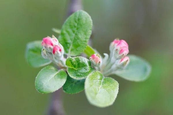 Beginning Flowering Apple Trees — Stock fotografie