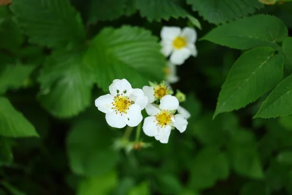 White Flowering Strawberry Close — Stock Fotó