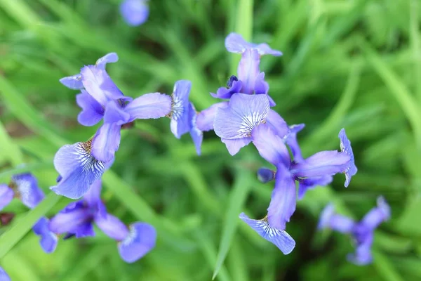 Iris Sibirica Красивые Голубые Цветы — стоковое фото