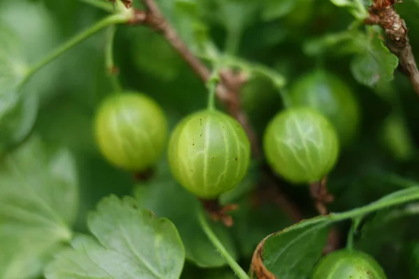 Green Gooseberry Reaches Berry — Fotografia de Stock