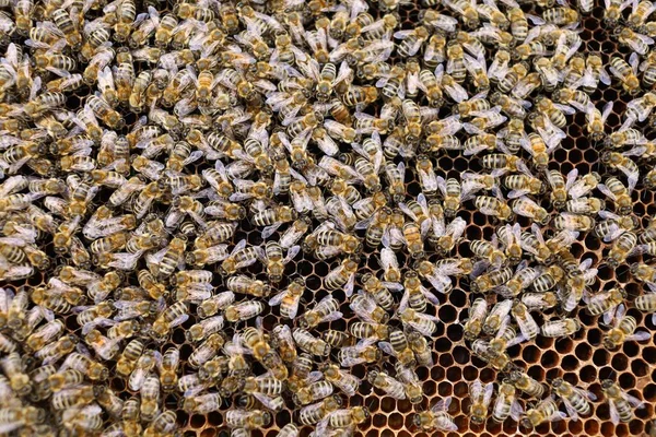 Lots Bees Bees Insects Frame Hive — Stock fotografie