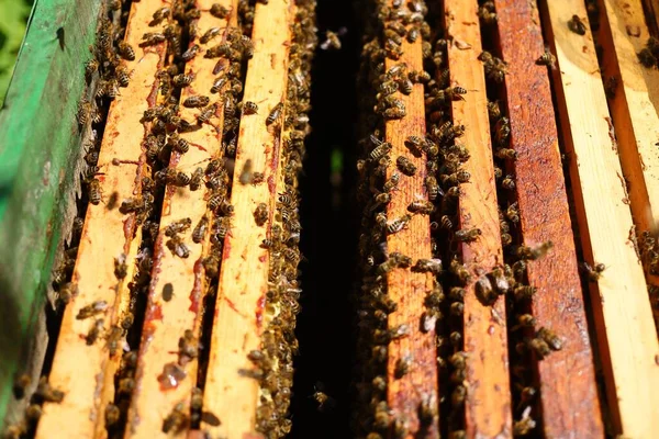 Bees Hive Open Hive Bees — Fotografia de Stock