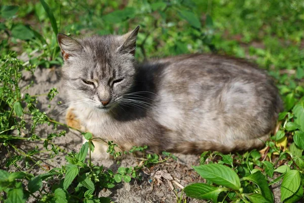 Gray Cat Dozes Summer — Stock Fotó