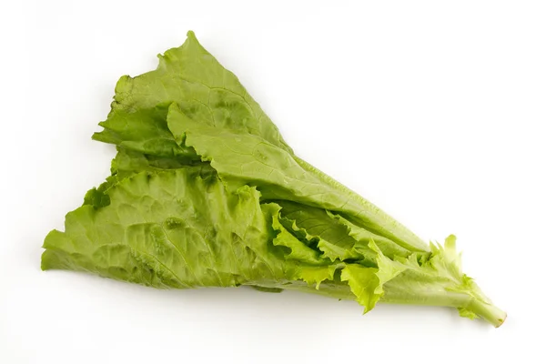 Lettuce Salad Isolate Bunch Greenery — Stock Photo, Image