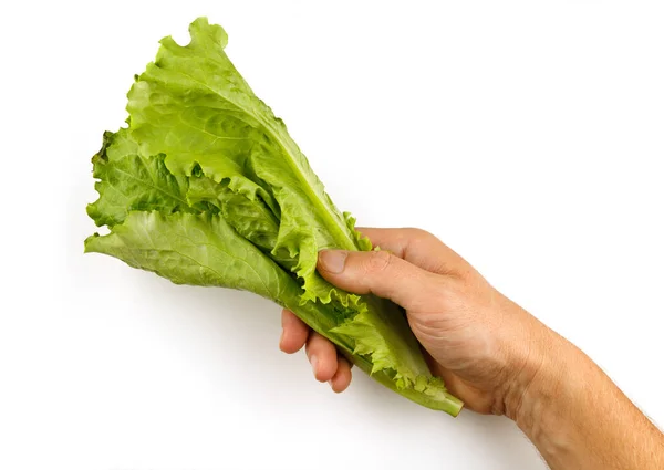 Lettuce Greens Hand Isolate — Stock Photo, Image